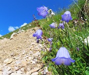 02 Campanula cochleariifolia (Campanula dei ghiaioni)